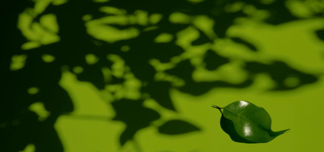Featured Image for Opinion | Keep Your Augmented Reality. Give Me a Secret Garden.