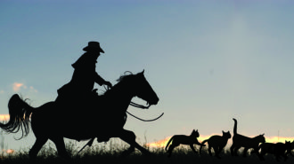 Herding cats or leopards - lessons in leadership