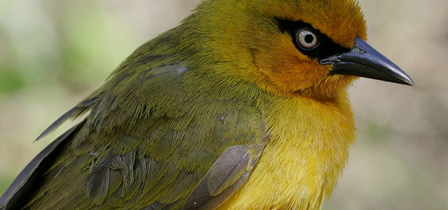 Featured Image for Conservation and Biodiversity MSc