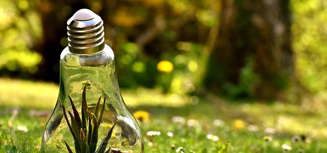 Featured Image for Top Funding Opportunities for NGOs working in the sectors of Environmental Conservation, Animal, Wildlife, and Biodiversity