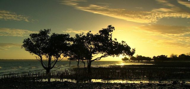 Featured Image for This startup is using geo-tagging and blockchain to fight deforestation in Africa
