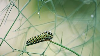How transformational leaders learn to overcome failure