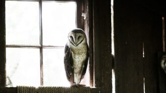 Wise Owl