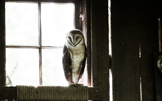Wise Owl